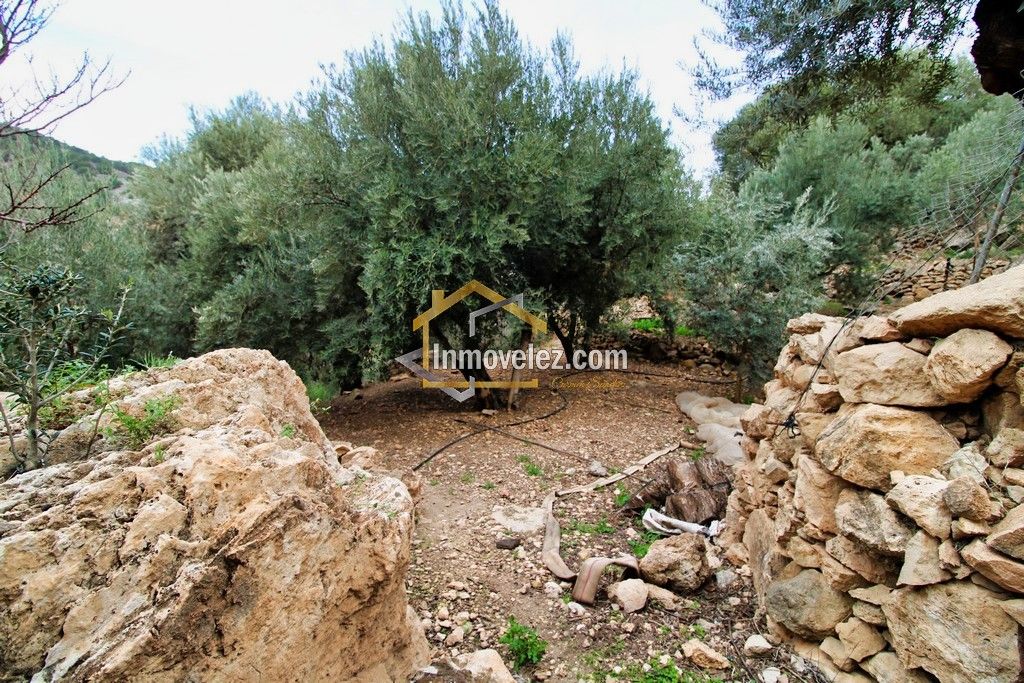 Finca en Vélez de Benaudalla (Ref.:0385)
