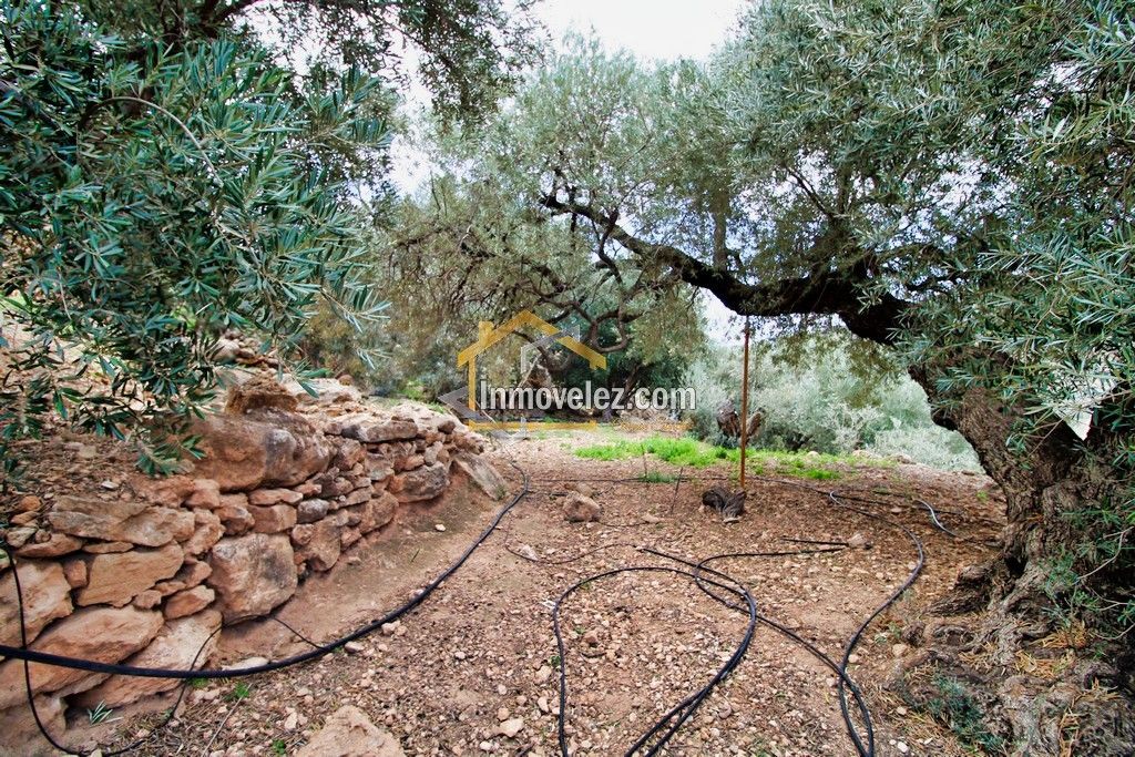 Finca en Vélez de Benaudalla (Ref.:0385)