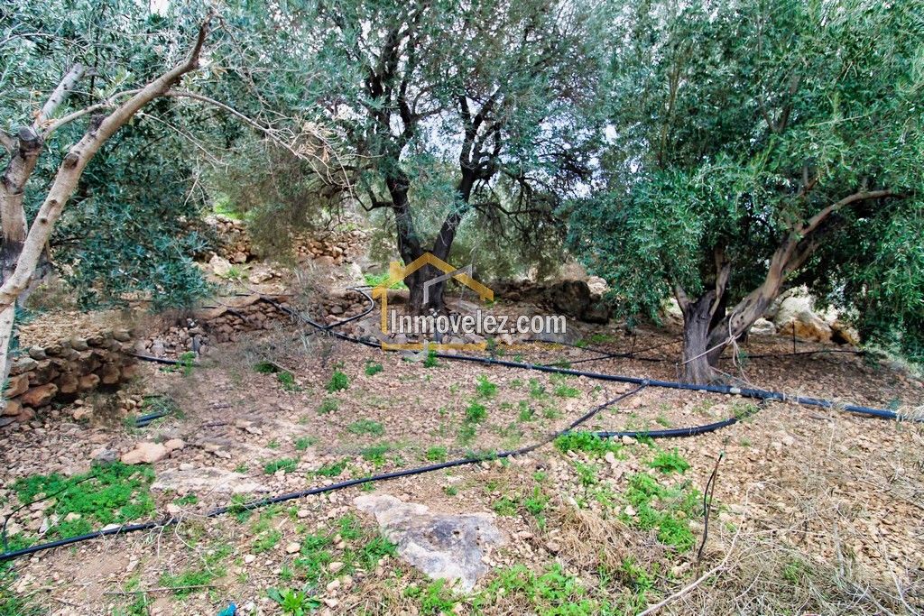 Finca en Vélez de Benaudalla (Ref.:0385)