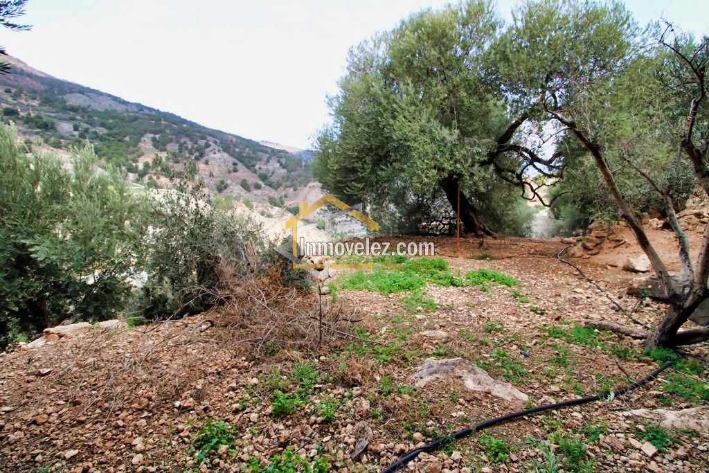 Finca en Vélez de Benaudalla (Ref.:0385)
