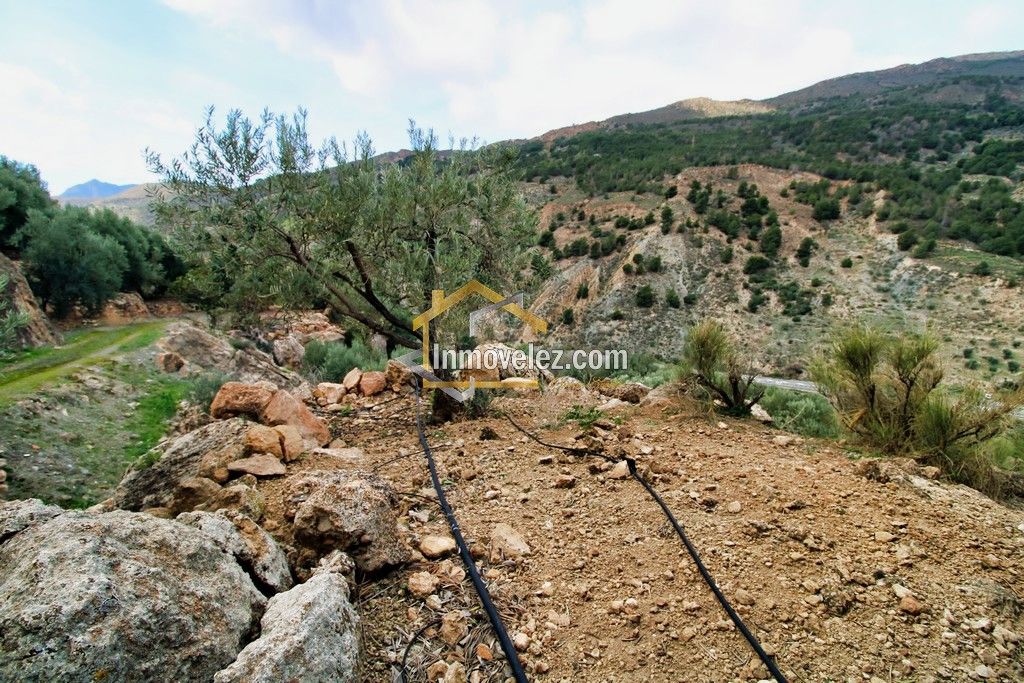 Finca en Vélez de Benaudalla (Ref.:0385)