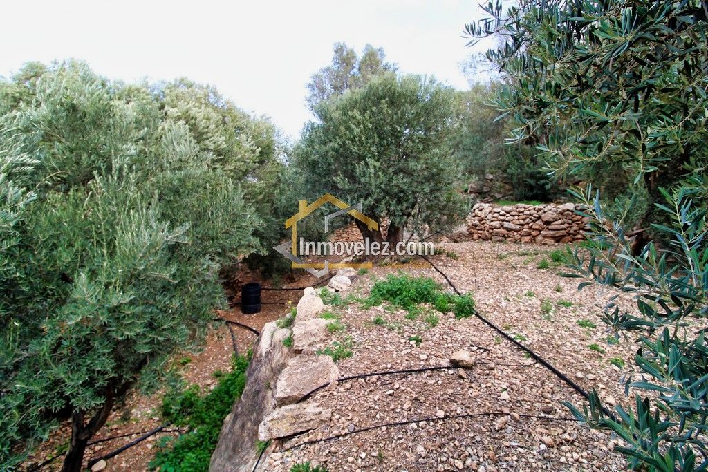 Finca en Vélez de Benaudalla (Ref.:0385)