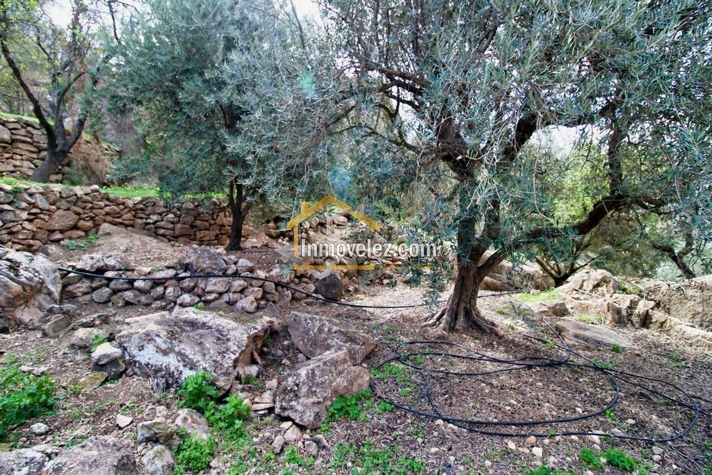 Finca en Vélez de Benaudalla (Ref.:0385)