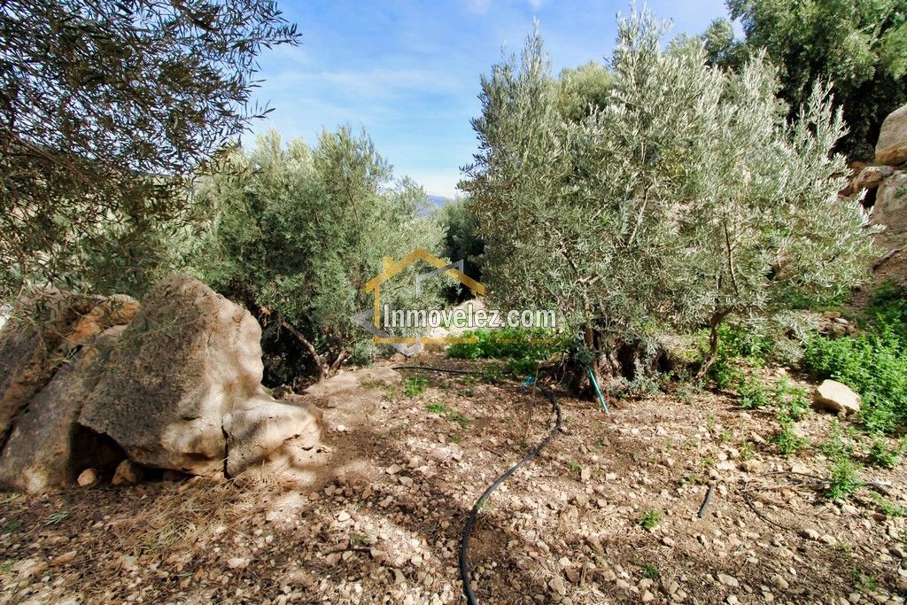 Finca en Vélez de Benaudalla (Ref.:0385)