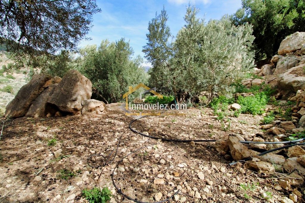 Finca en Vélez de Benaudalla (Ref.:0385)