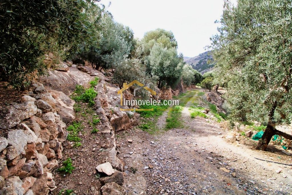 Finca en Vélez de Benaudalla (Ref.:0385)