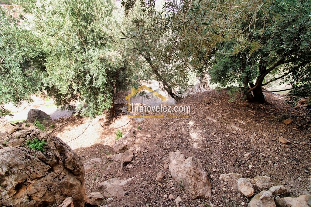 Finca en Vélez de Benaudalla (Ref.:0385)