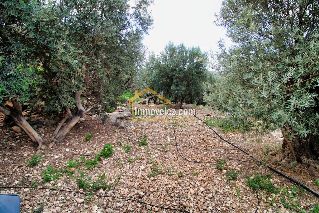 Finca en Vélez de Benaudalla (Ref.:0385)