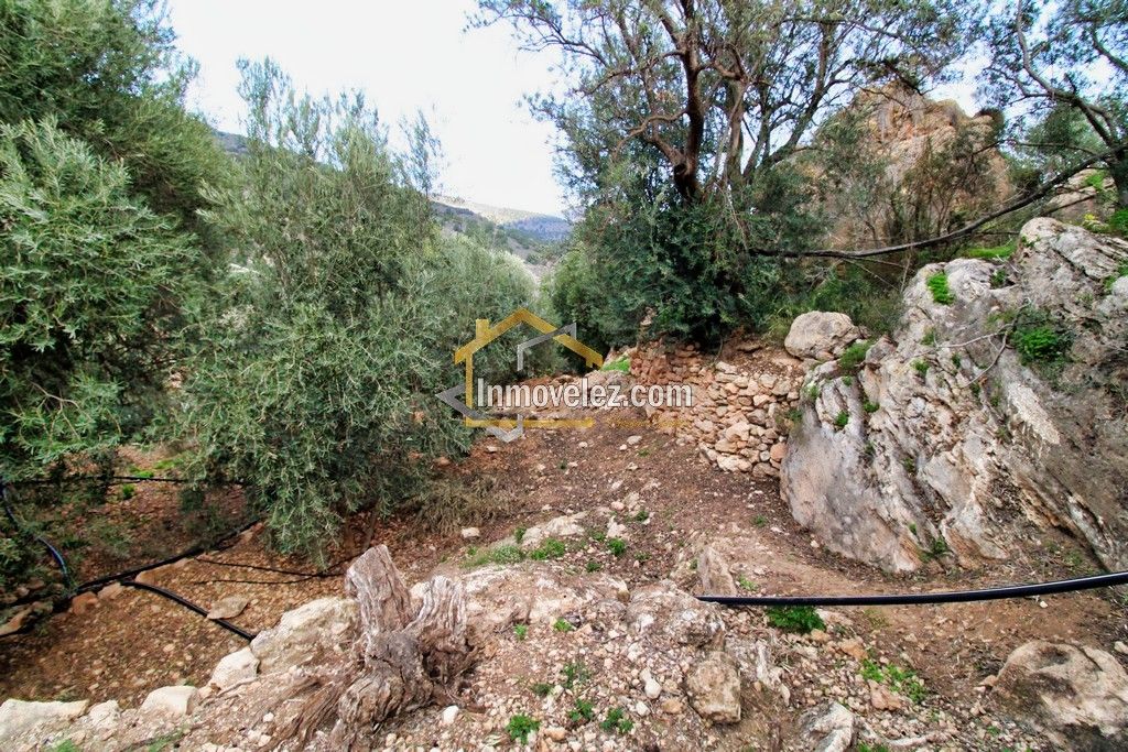 Finca en Vélez de Benaudalla (Ref.:0385)