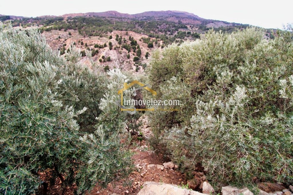 Finca en Vélez de Benaudalla (Ref.:0385)