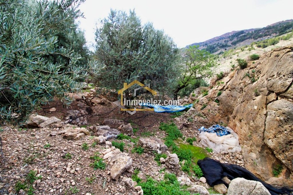 Finca en Vélez de Benaudalla (Ref.:0385)