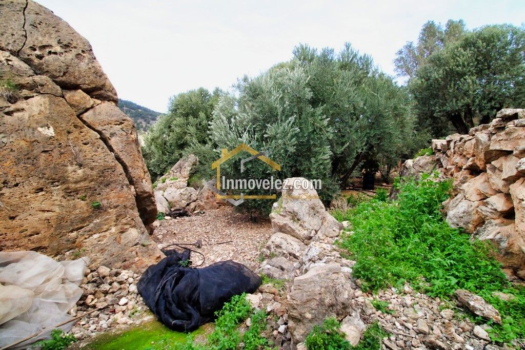 Finca en Vélez de Benaudalla (Ref.:0385)