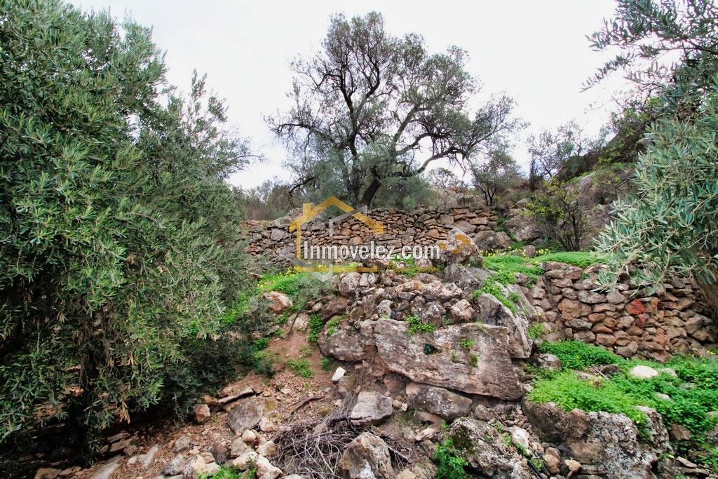 Finca en Vélez de Benaudalla (Ref.:0385)