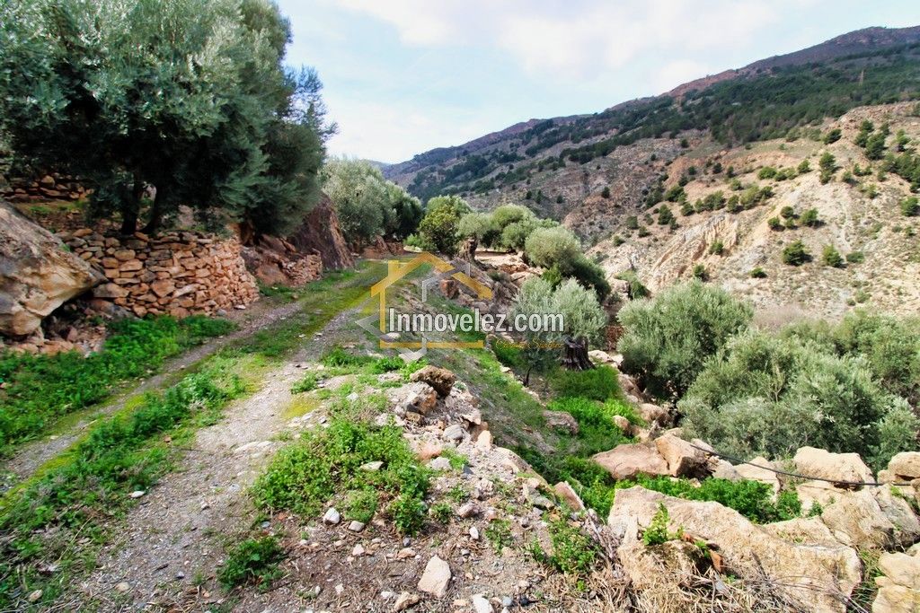 Finca en Vélez de Benaudalla (Ref.:0385)