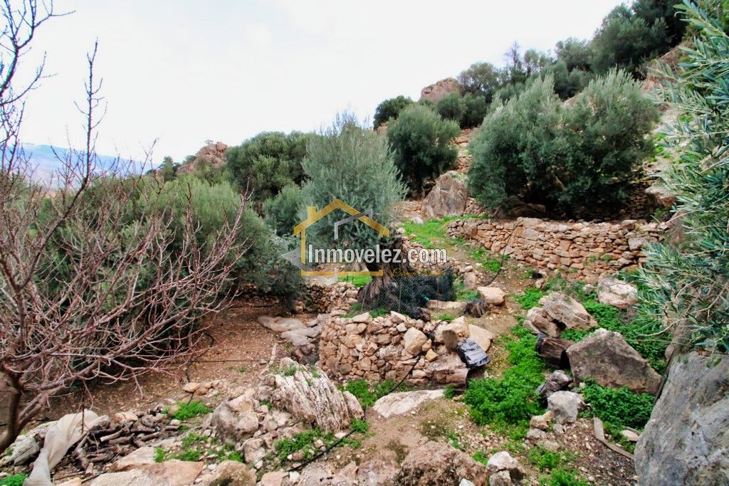 Finca en Vélez de Benaudalla (Ref.:0385)