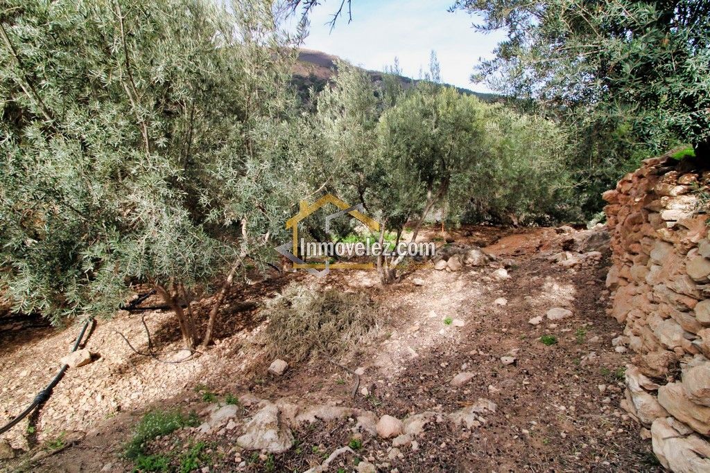 Finca en Vélez de Benaudalla (Ref.:0385)