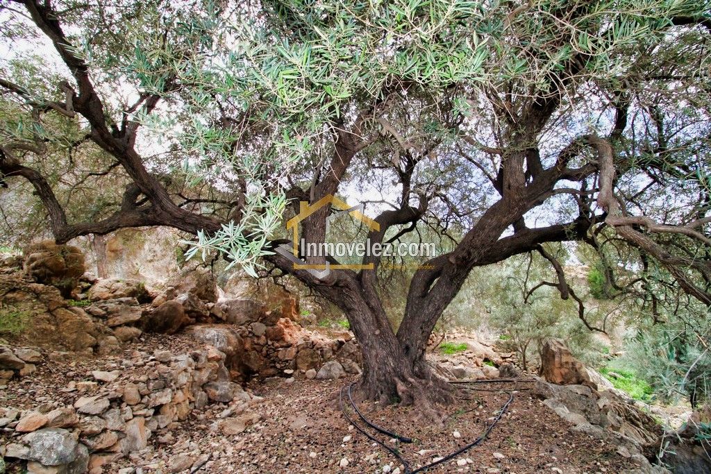 Finca en Vélez de Benaudalla (Ref.:0385)