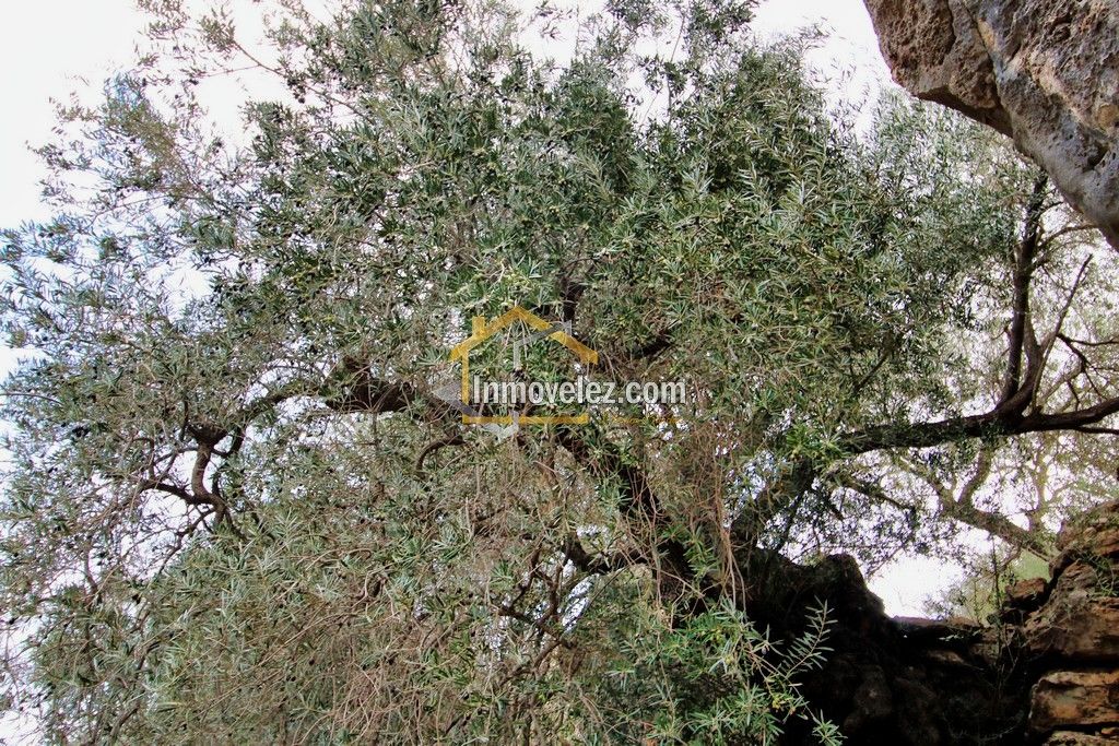 Finca en Vélez de Benaudalla (Ref.:0385)