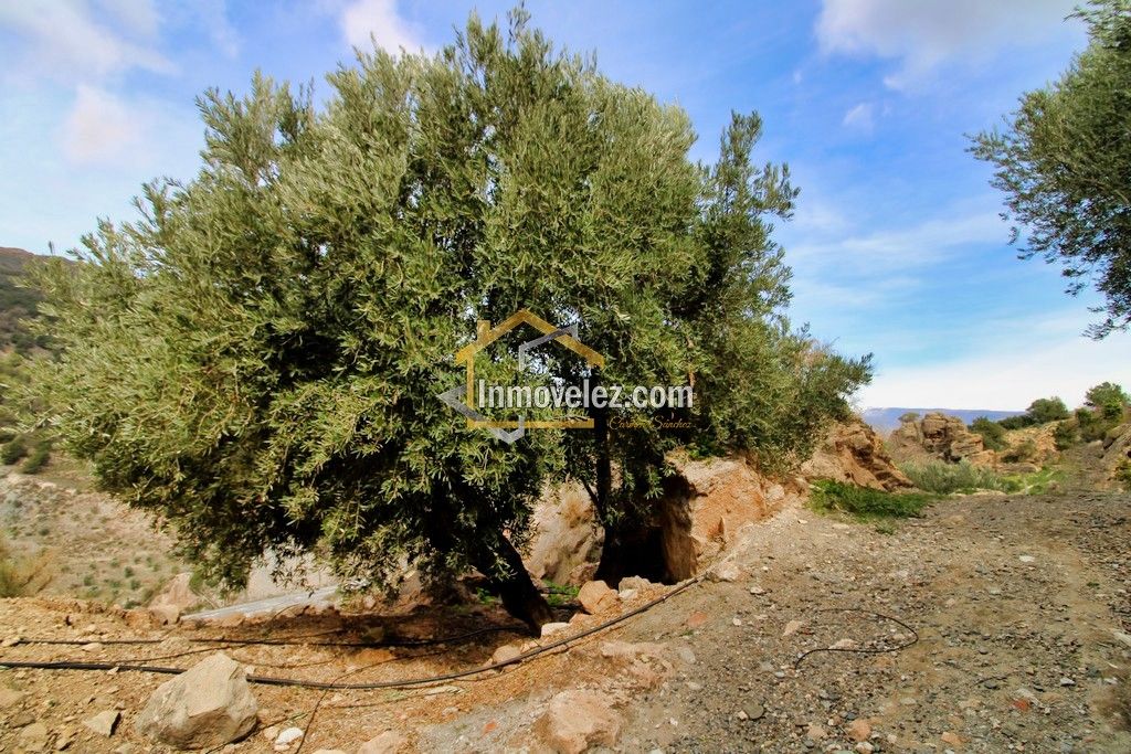 Finca en Vélez de Benaudalla (Ref.:0385)