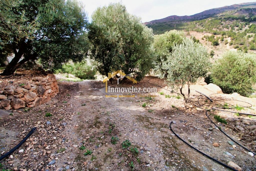 Finca en Vélez de Benaudalla (Ref.:0385)