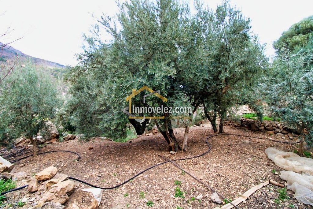 Finca en Vélez de Benaudalla (Ref.:0385)