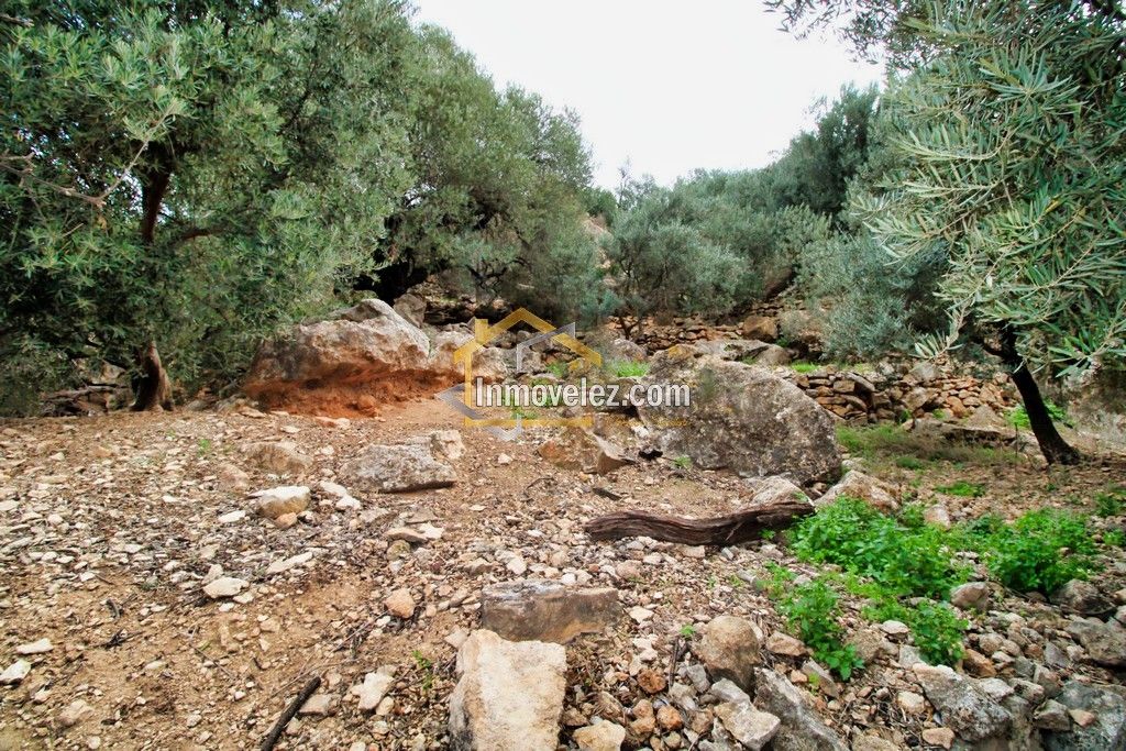 Finca en Vélez de Benaudalla (Ref.:0385)