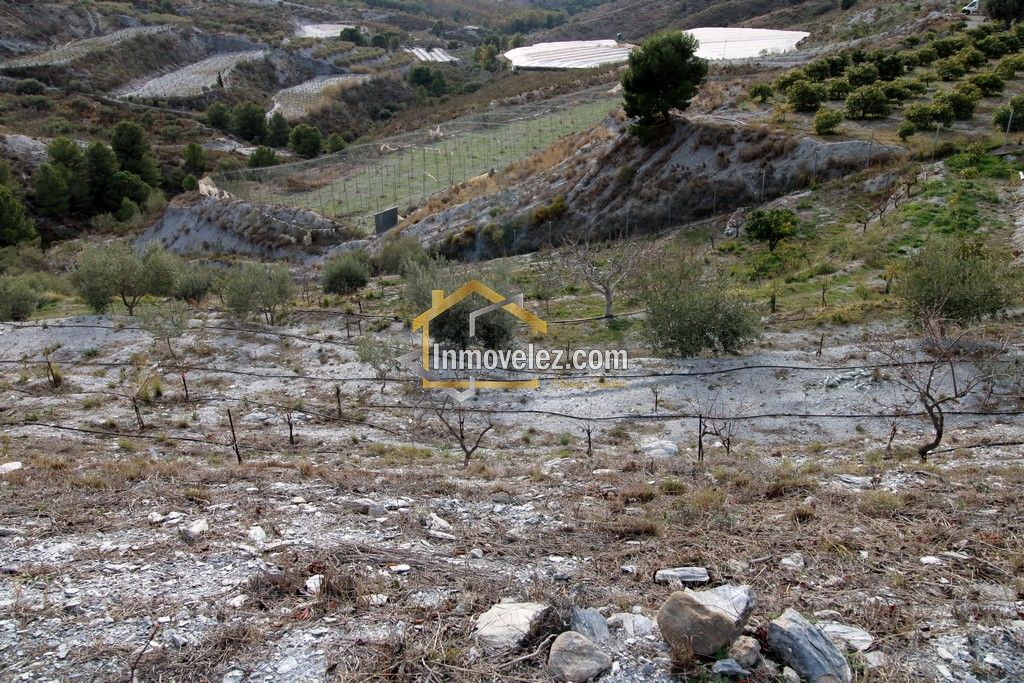 Finca Vélez de Benaudalla (Ref.:0278)