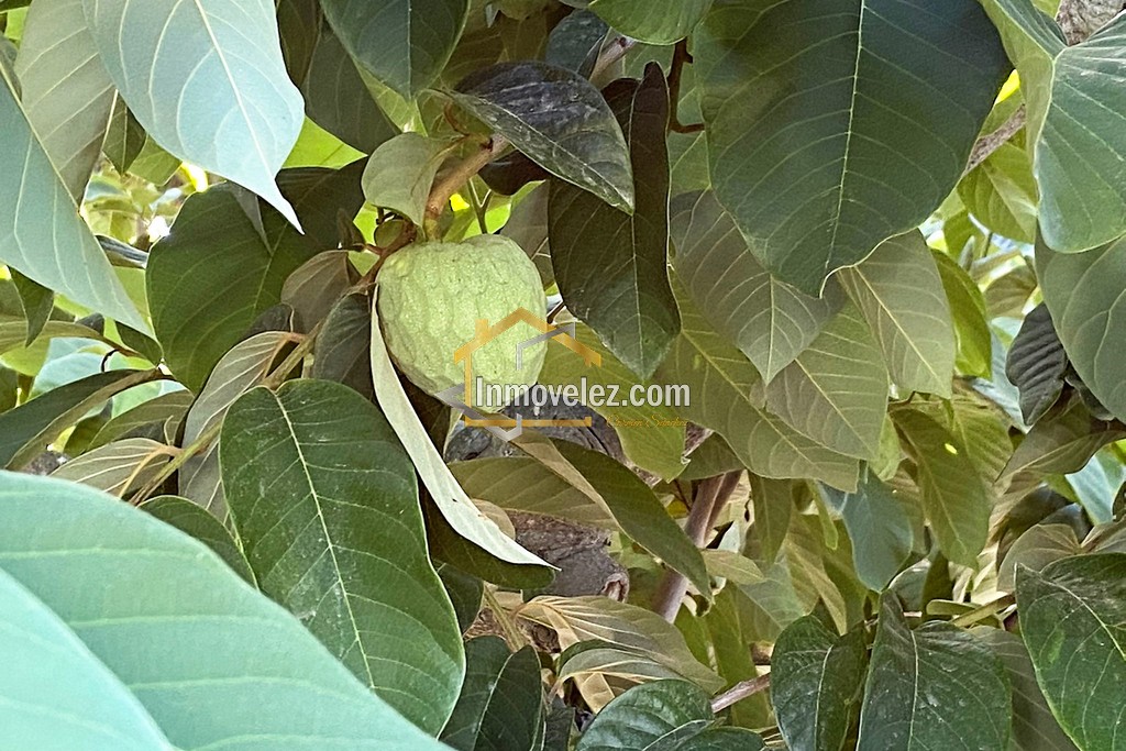 Cortijo y Finca en Motril (Ref.:0270)
