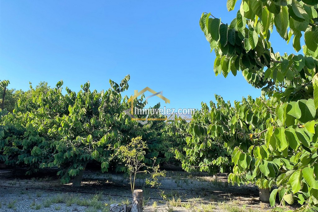 Cortijo y Finca en Motril (Ref.:0270)