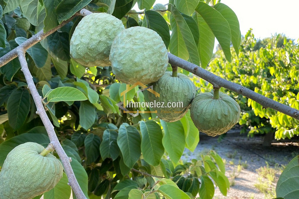 Cortijo y Finca en Motril (Ref.:0270)