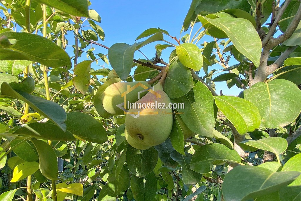 Cortijo y Finca en Motril (Ref.:0270)