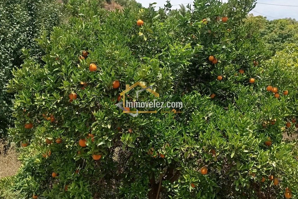 Cortijo en Vélez de Benaudalla (Ref.:0497)