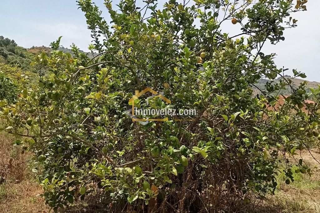 Cortijo en Vélez de Benaudalla (Ref.:0497)